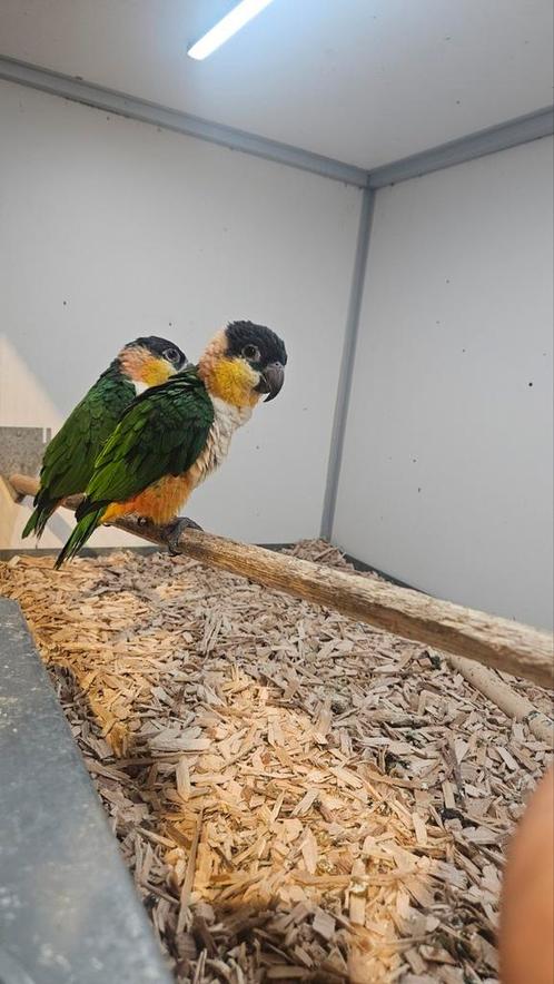 koppel zwartkop caiques, Dieren en Toebehoren, Vogels | Overige Vogels