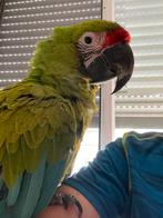 Buffon ara handtam gereserveerd, Dieren en Toebehoren, Vrouwelijk, Papegaai, Geringd