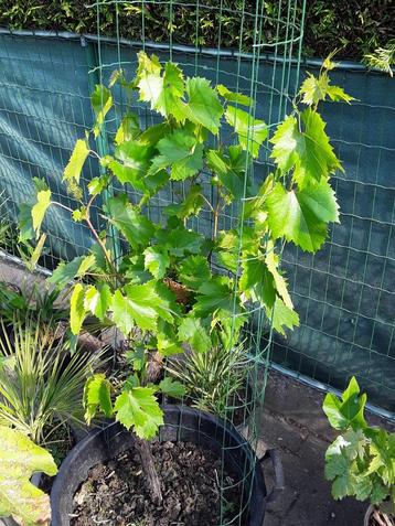 druivelaar vinis vitifera in pot, Tuin en Terras, Ophalen, Overige soorten, Volle zon, In pot