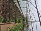 Vleestomaat, snoeptomaat, komkomer, paprika, aubergine, Tuin en Terras, Planten | Tuinplanten, Ophalen, Kruiden