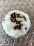 PSG 84 – Oreophoetes peruana 50 eitjes, Dieren en Toebehoren, Insecten en Spinnen