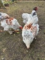 kip, Dieren en Toebehoren, Pluimvee, Meerdere dieren, Kip