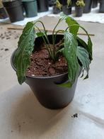Lepelplant stekje, Ombre partielle, Enlèvement, Moins de 100 cm