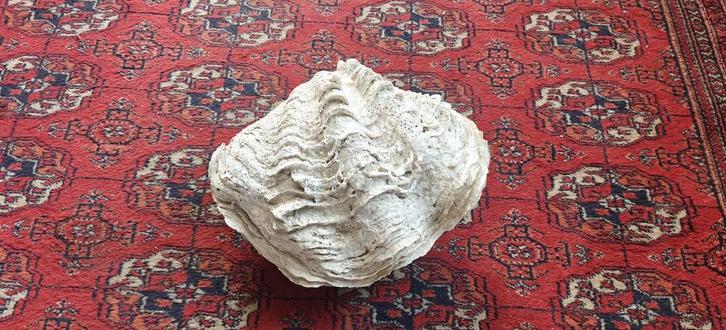 Benitiers Schellage „Tridacna gigantea”, Verzamelen, Mineralen en Fossielen, Schelp(en), Ophalen of Verzenden