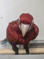 Jonge tamme baby Ruby Ara met DNA en getest op alle ziektes, Dieren en Toebehoren, Papegaai, Geringd