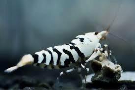Black fancy Tigers caridina garnalen, Dieren en Toebehoren, Vissen | Aquariumvissen