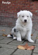 Prachtige Blue Merle Tricolor Border Collie pups, Dieren en Toebehoren, Honden | Herdershonden en Veedrijvers, België, CDV (hondenziekte)