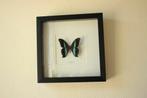 Taxidermie opgezette vlinder in kader, Verzamelen, Ophalen of Verzenden, Zo goed als nieuw, Insect, Opgezet dier