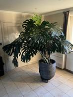 Monstera Deliciosa XL, Huis en Inrichting, Ophalen, In pot, Halfschaduw