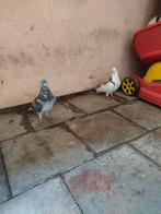 2 pigeon malle, Dieren en Toebehoren