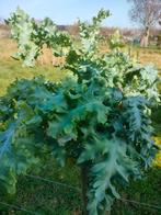 Phlebodium 'davana', Tuin en Terras, Ophalen