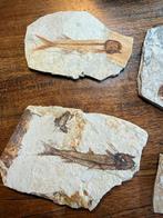 Poissons fossiles — Crétacé inférieur (145—100 mio) — Chine, Collections, Enlèvement ou Envoi, Fossile