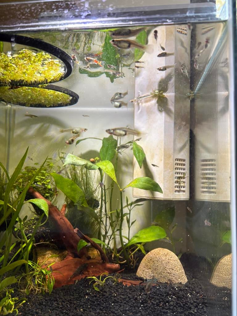 Gratis of te ruil: Guppys/guppen/endler/raszuiver, Dieren en Toebehoren, Ophalen, Nieuw