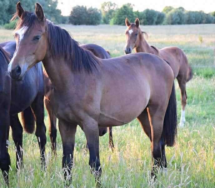 AUBAINE - Jument de 2 ans par Sir Donnerhall x Romanov, Animaux & Accessoires, Chevaux, Jument, Non dressé, 165 à 170 cm, 0 à 2 ans