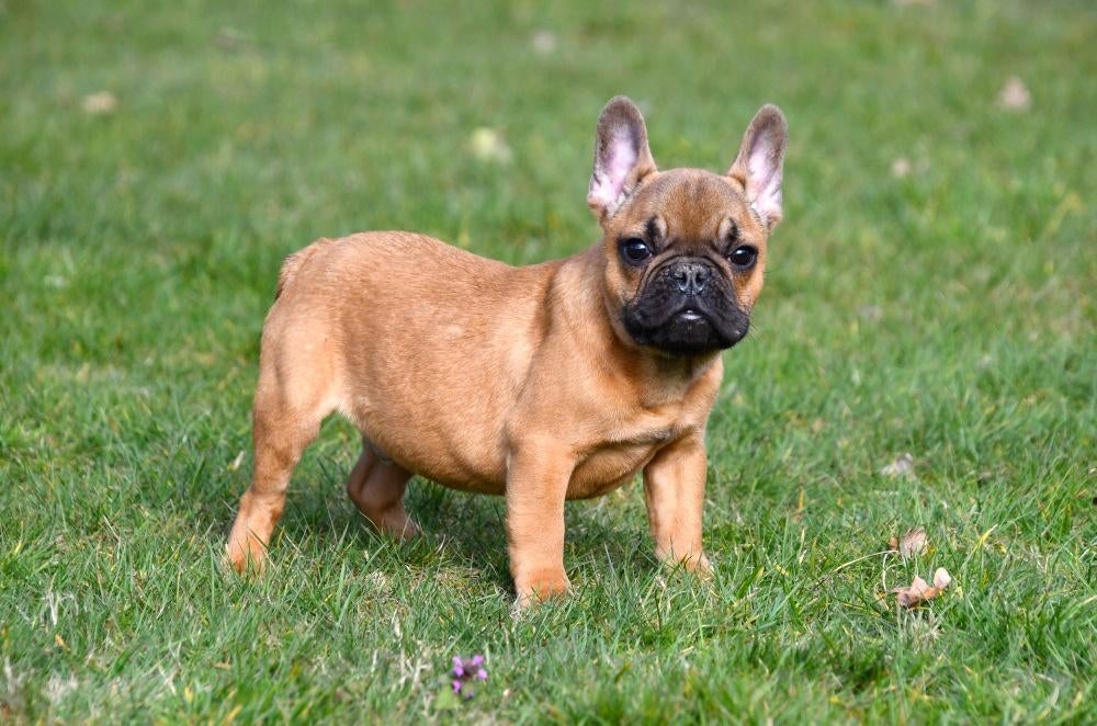 Franse Bulldog pups te koop, Dieren en Toebehoren, Honden | Bulldogs, Pinschers en Molossers, Meerdere dieren, Bulldog, Fokker | Professioneel