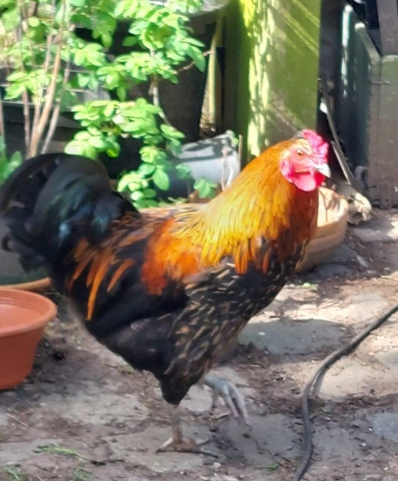 haantje, Animaux & Accessoires, Volatiles, Mâle, Poule ou poulet