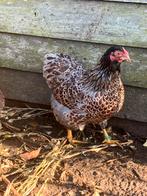 Wyandotte kriel rood blauwgezoomd 25€ per stuk, Kip