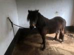 Pony, Dieren en Toebehoren, Pony's, Merrie, M