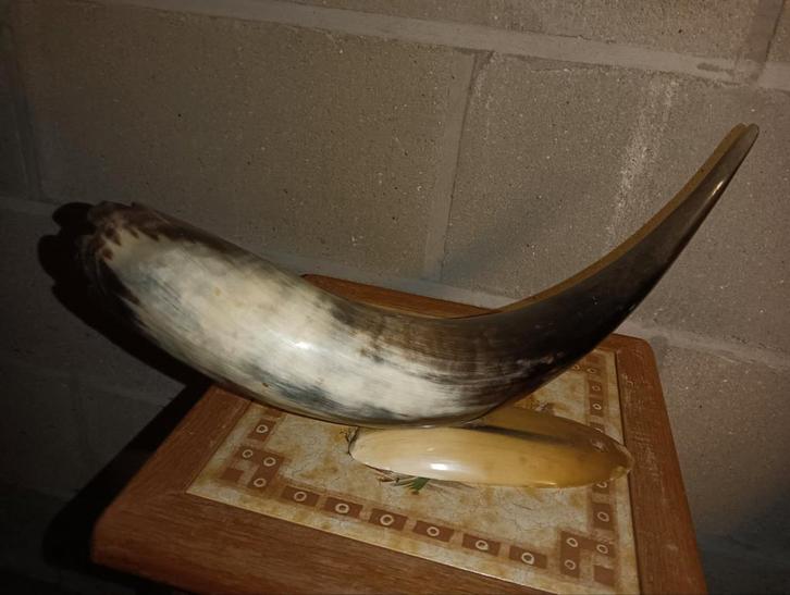 Mégaphone espagnol, Collections, Collections Animaux, Enlèvement ou Envoi