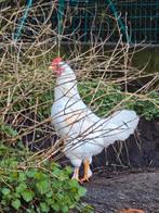Witte jonge haan, Dieren en Toebehoren, Mannelijk, Kip