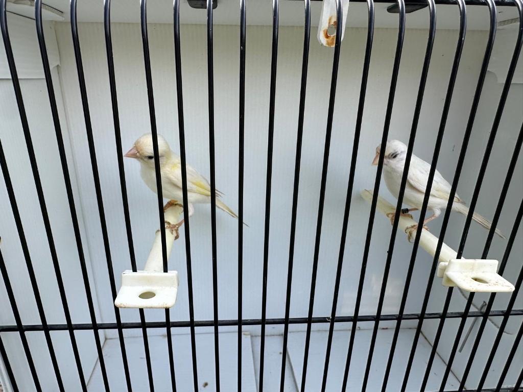 Kanaries, Dieren en Toebehoren, Meerdere dieren