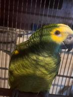 Amazon Split Mutation Blue, Mâle, Perroquet, Parleur