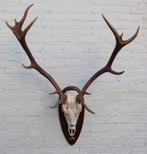Groot Spaans EDELHERT GEWEI - ongelijke 14-ender, Verzamelen, Dierenverzamelingen, Ophalen, Gebruikt, Hert, Gewei of Kop