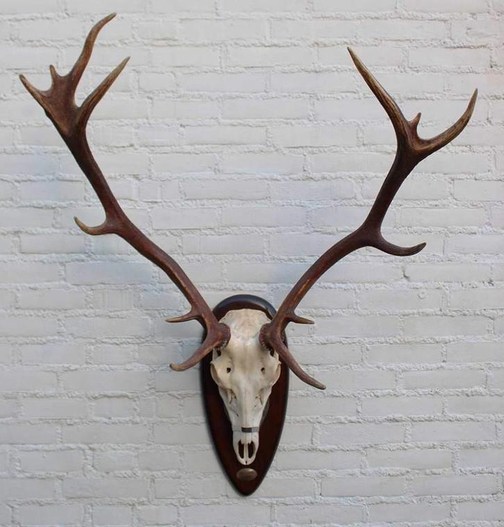 Groot Spaans EDELHERT GEWEI - ongelijke 14-ender, Verzamelen, Dierenverzamelingen, Gebruikt, Gewei of Kop, Hert, Ophalen