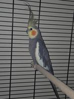 Valkparkiet wildkleur, Dieren en Toebehoren, Mannelijk, Parkiet, Geringd