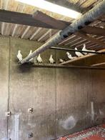 duiven, Plusieurs animaux, Autres espèces