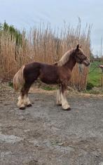 Jaarling trekpaard, Hengst