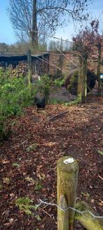 Kruising brama   2 stuks  en een barnevelderbarnevelder, Kip