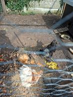 Zijdehoen, Mannelijk