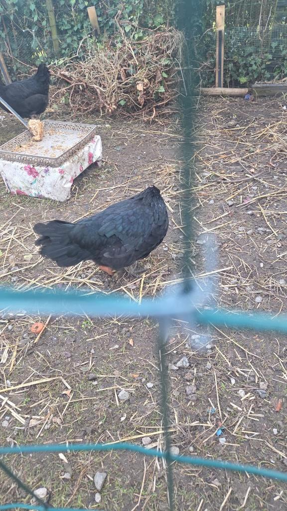 Ayam Cemani hen, ., Dieren en Toebehoren, Overige Dieren, Vrouwelijk, Maart