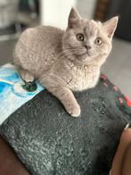 Britsekorthaar, Dieren en Toebehoren, Poes, Gechipt, 0 tot 2 jaar