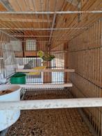 Forpus mannen van 2025 kweekrijp!, Dieren en Toebehoren