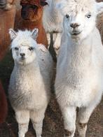 Witte alpaca merrie, Septembre, Femelle