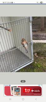 Sirène 2024 homme, Animaux & Accessoires, Enlèvement