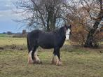 Tinkerpony/ Ierse cob, Ruin, 3 tot 6 jaar, C pony (1.27m tot 1.37m), Gechipt