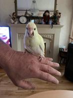 Tamme kakeriki’s, Dieren en Toebehoren, Geslacht onbekend, Parkiet, Geringd