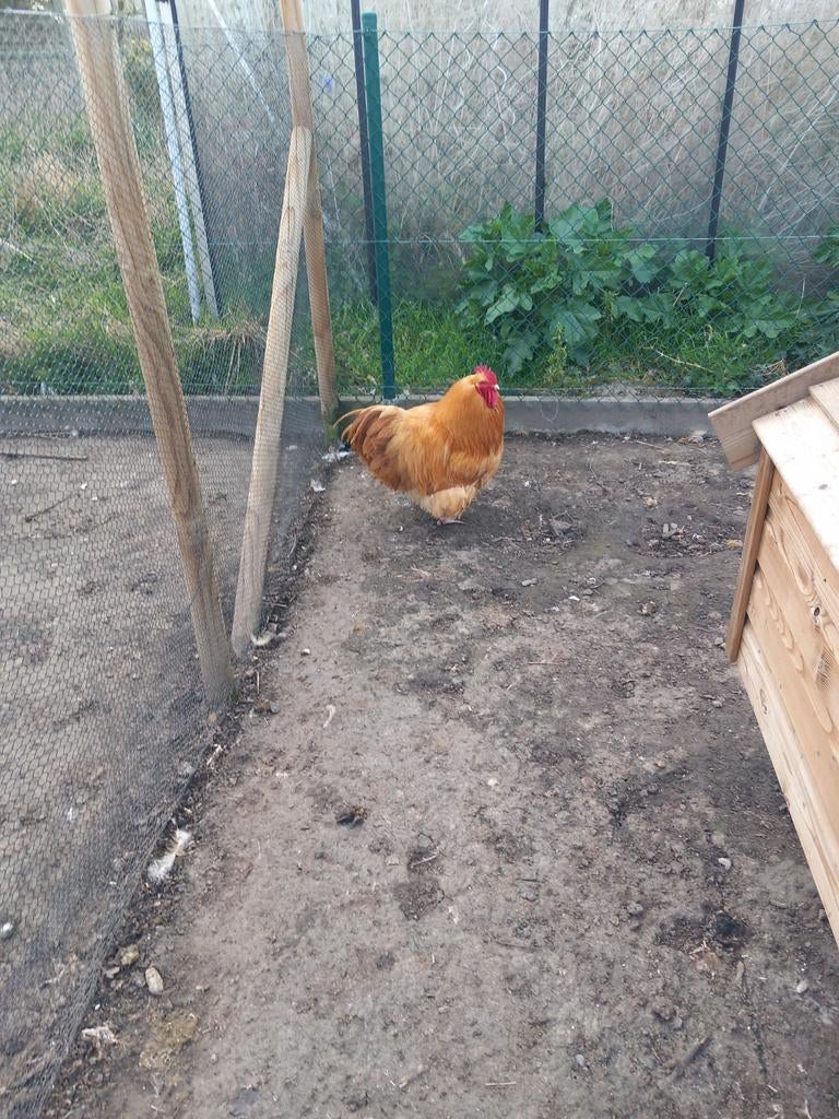 Orpinton haan van mei 25, Dieren en Toebehoren, Pluimvee