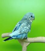 Perruche ondulée EAM/Apprivoisé, Dieren en Toebehoren, Mannelijk, Parkiet, Tam