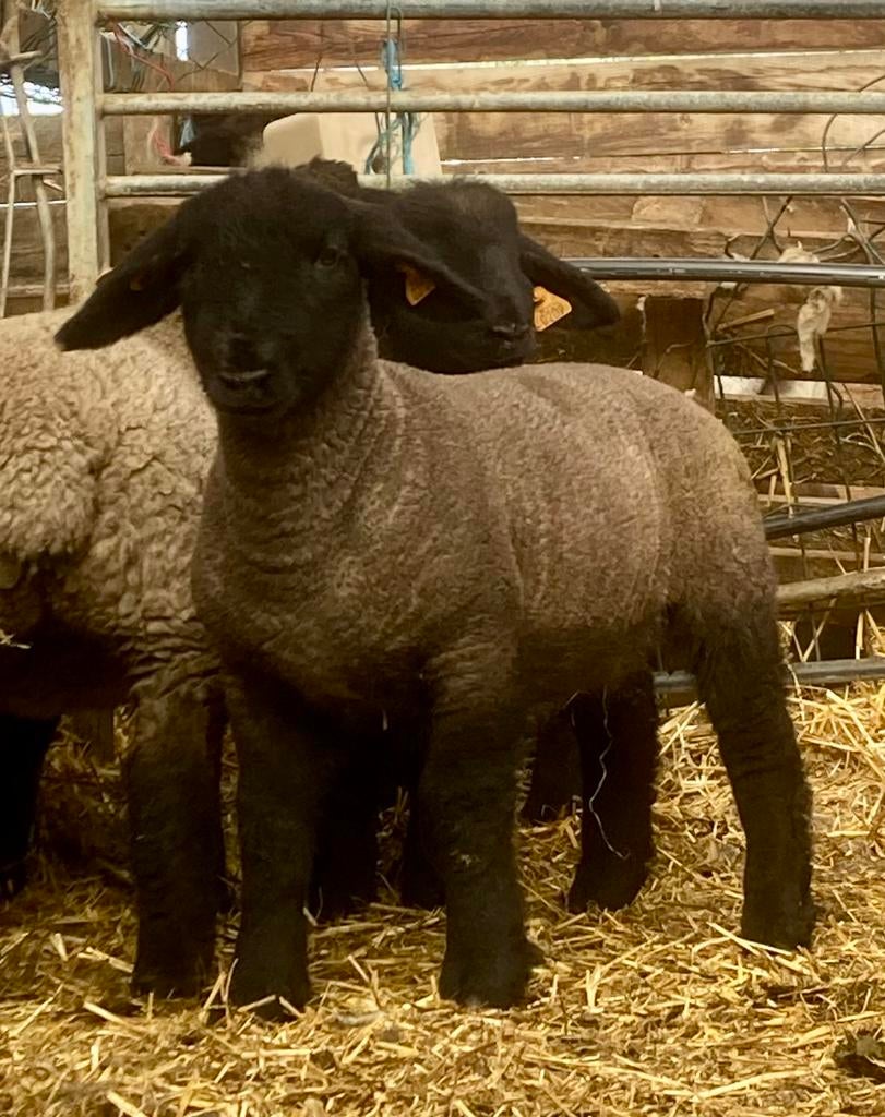 Suffolk stamboek-lammeren