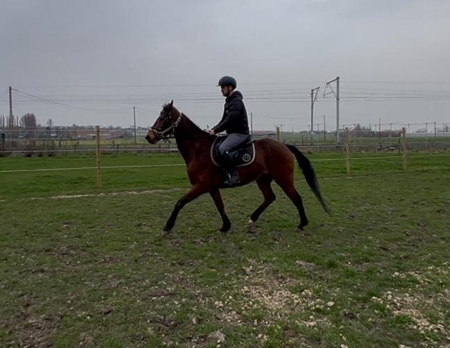 13 jarige ruin, Dieren en Toebehoren, Paarden, Ruin
