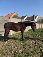 Springpaard VD Bisschop 2024 (Usha van’t Roosakker), Étalon, Cheval de saut, Avec pedigree, 0 à 2 ans