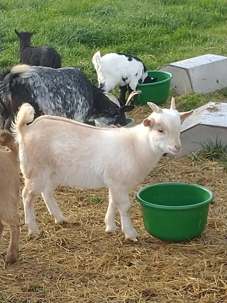 Dwerggeit bokje, Dieren en Toebehoren, Mannelijk, Geit, 0 tot 2 jaar