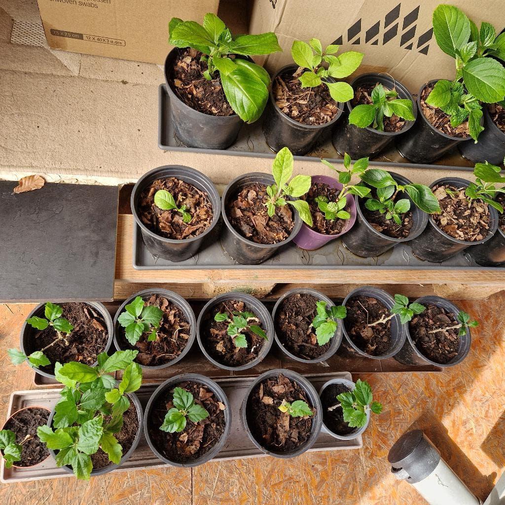 hibiscus wit en hortensia's, Tuin en Terras, Ophalen