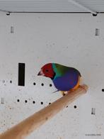 Gouldamandine man., Dieren en Toebehoren, Vogels | Overige Vogels