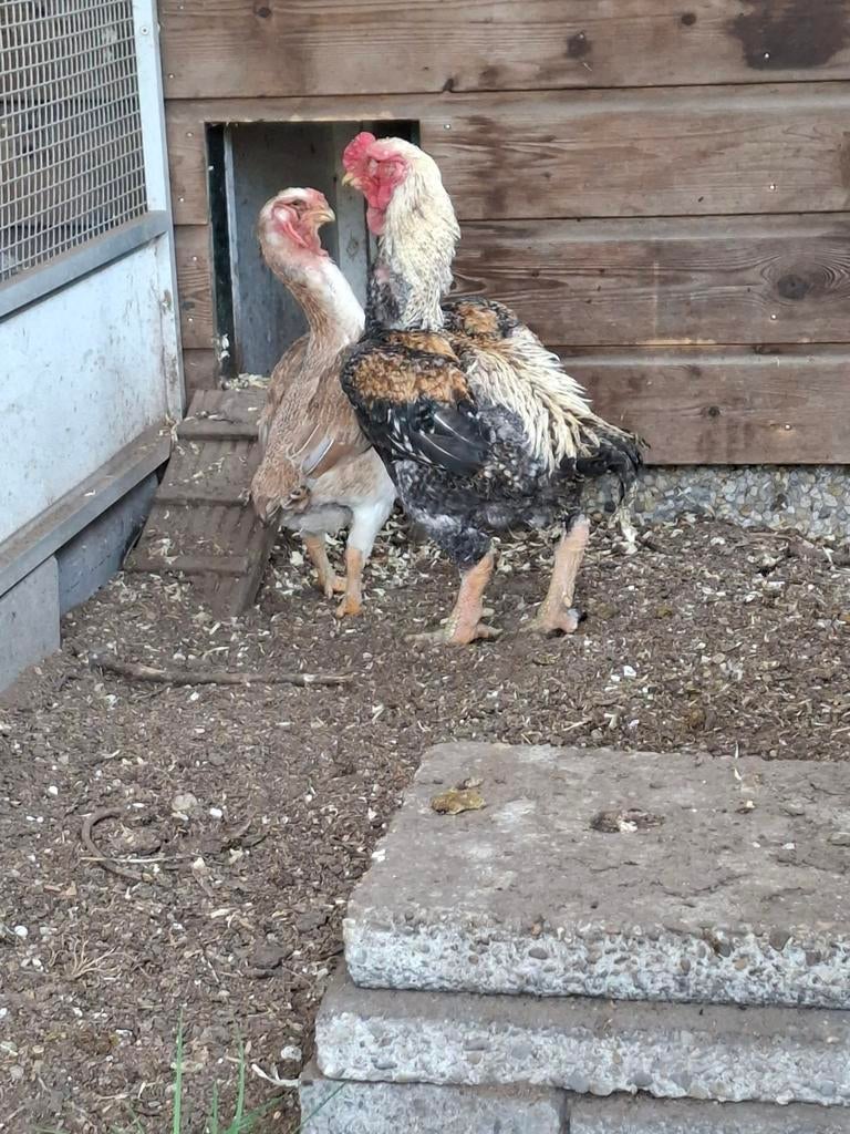 Yamato gunkei koppel, Meerdere dieren, Kip