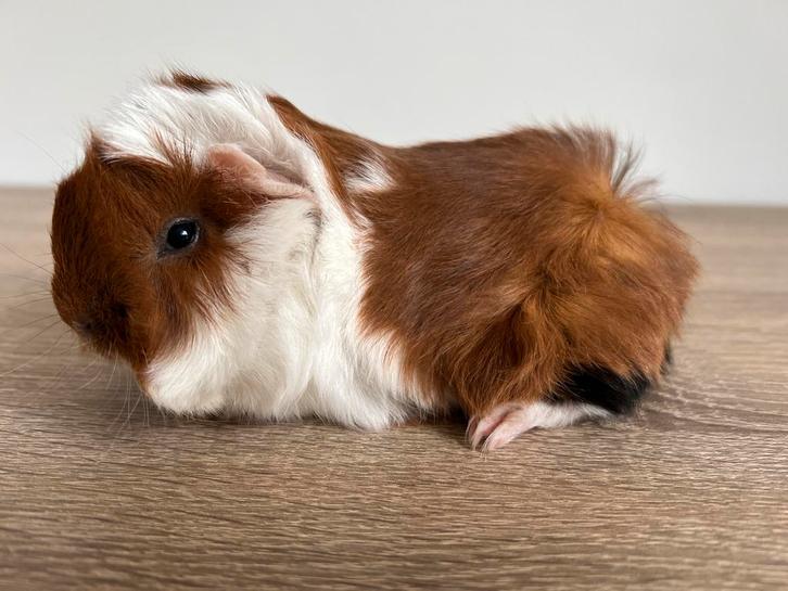 Lief, jong peruvian mix cavia beertje langharig, Animaux & Accessoires, Rongeurs, Mâle, Cobaye, Février, Domestique